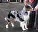 champion bitches Exc1 best bitch CACIB BOB CH Tres Colores Gabrielina1