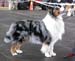 champion dogs Exc1 best male CAC CACIB BOS CH Drover's Attent'n Please1