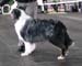 champion dogs Exc2 2nd best male res.CACIB Ki-Ro-Ma's Don't Blame Me