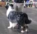 champion dogs Exc2 2nd best male res.CACIB Ki-Ro-Ma's Don't Blame Me1