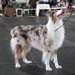 open dogs G Aussie Gaarden's Instant Love