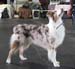open dogs G Aussie Gaarden's Instant Love1
