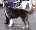 open dogs VG1 Aussie Gaarden's Kule Goggen1