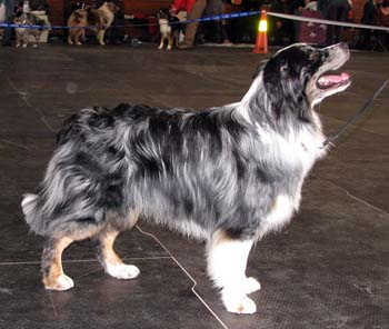 champion males EXC1 3rd best male CH Ki-Ro-Ma's Don't Blame Me