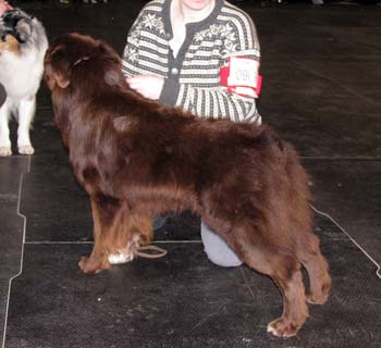 champion males EXC2 4th best male CH Hakino's Aron-Agila