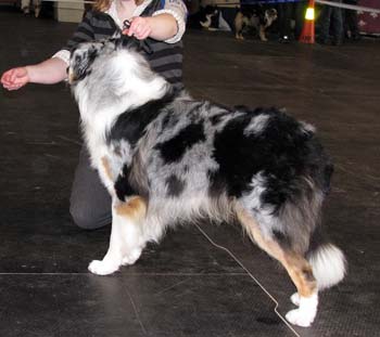 champion males G Gun Lake's Stepdancer
