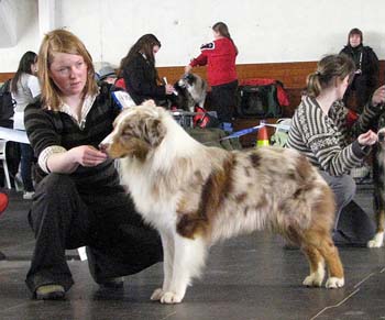 intermediate males EXC2 2nd best male res.CACIB Tanmark's Back to My Roots2