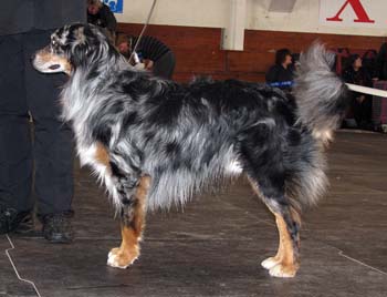 open males VG3 B-My Rojal Touch av Aussieboxy1