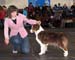 champion bitches EXC1 CAC CACIB BOS CH Drover's Almost Unreal