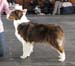 champion bitches EXC1 CAC CACIB BOS CH Drover's Almost Unreal1