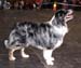 champion males EXC1 3rd best male CH Ki-Ro-Ma's Don't Blame Me