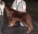 champion males EXC2 4th best male CH Hakino's Aron-Agila