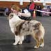 intermediate males EXC2 2nd best male res.CACIB Tanmark's Back to My Roots1
