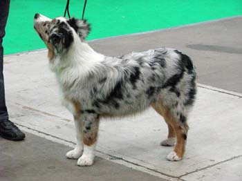 5-7 months bitches 2nd with prize of honour Hazelmoor Royal Ruby