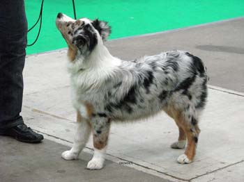 5-7 months bitches 2nd with prize of honour Hazelmoor Royal Ruby1