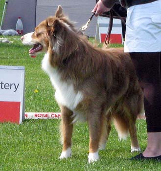 intermediate males VG1 Kia-Rina Bob the Builder1