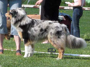 junior males VG1 Capricole Leapy Lee