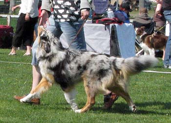 junior males VG1 Capricole Leapy Lee2