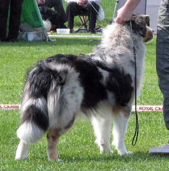 junior males VG2 Drover's Excalibur1