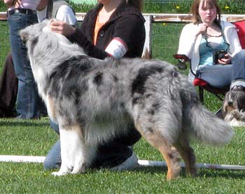 open males EXC1 CAC BOS Capricole Perpignan