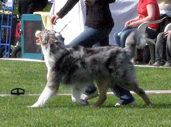 open males EXC1 CAC BOS Capricole Perpignan2