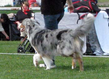 open males EXC1 CAC BOS Capricole Perpignan3
