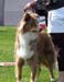 intermediate males VG1 Kia-Rina Bob the Builder