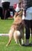 intermediate males VG1 Kia-Rina Bob the Builder2