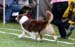 open bitches EXC1 CAC new DK CH BOB CACIB Drover's Almost Unreal3