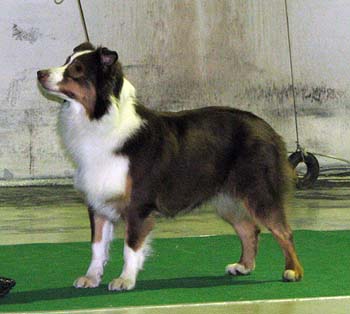 BOB CH Hazelmoor Lookalike Lily