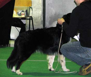 BOB puppy Bywater Delaya1