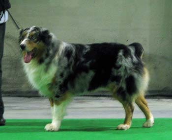 champion males exc2 3rd best male CH Glenhouse's Grizzly Bear