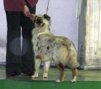 intermediate bitches exc1 2nd best bitch CAC res.CACIB Drover's Crown Jewel