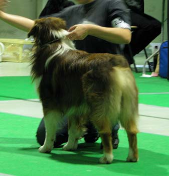 intermediate males exc1 2nd best male CAC res.CACIB Watermark American Dream