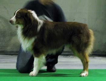 intermediate males exc1 2nd best male CAC res.CACIB Watermark American Dream1
