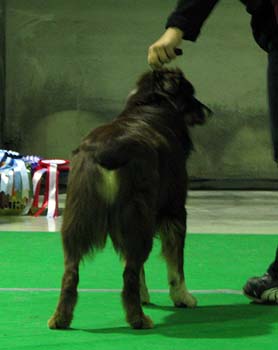intermediate males exc2 4th best male Shepmate's Super Power