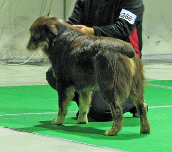 intermediate males exc2 4th best male Shepmate's Super Power1