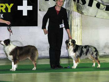 open class bitches Exc1 3rd best bitch Illinsaari Taiga-Tuuli and exc2 Drover's Breakthrough