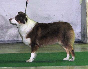 open class bitches Exc1 3rd best bitch Illinsaari Taiga-Tuuli
