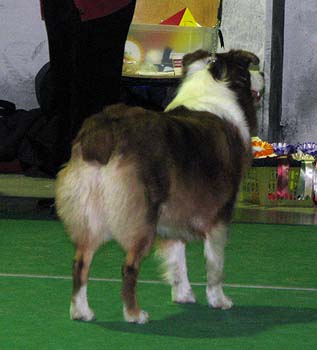 open class bitches Exc1 3rd best bitch Illinsaari Taiga-Tuuli1