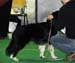 BOB puppy Bywater Delaya1