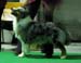 champion males exc1 best male CACIB BOS CH Drover's Attent'n Please