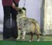 intermediate bitches exc1 2nd best bitch CAC res.CACIB Drover's Crown Jewel
