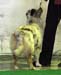 intermediate bitches exc1 2nd best bitch CAC res.CACIB Drover's Crown Jewel1
