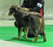 intermediate males exc2 4th best male Shepmate's Super Power1