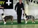 open class bitches Exc1 3rd best bitch Illinsaari Taiga-Tuuli and exc2 Drover's Breakthrough