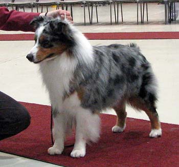 champion males VG2 Drover's Attent'n Please2