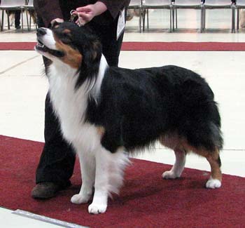 champion males VG3 Drover's Bath'n Brushed