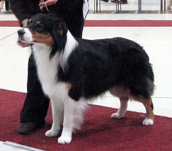 champion males VG3 Drover's Bath'n Brushed1