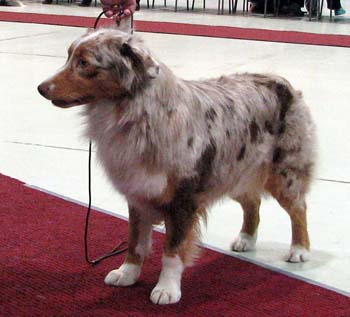 intermediate bitches EXC1 CAC CACIB best bitch BOS Keepsake Sangria1